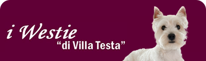 banner westie