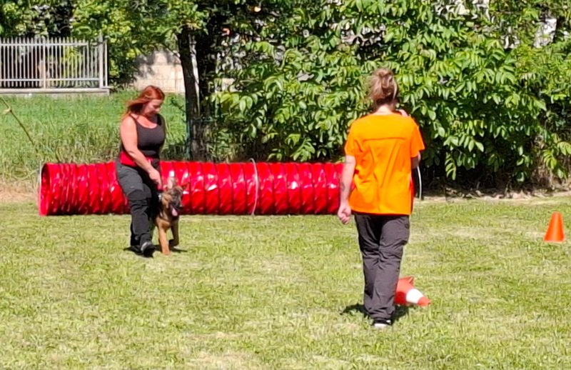 educazione pastore tedesco