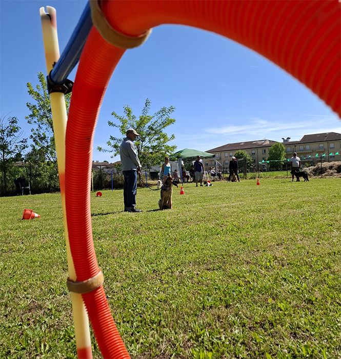 educazione pastore tedesco